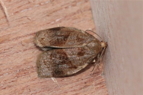 Rose Tortrix Moth, Wageningen, Nederland, photo 10 of 10