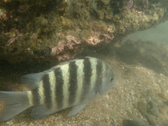 Abudefduf septemfasciatus