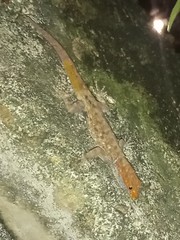 Gonatodes albogularis albogularis