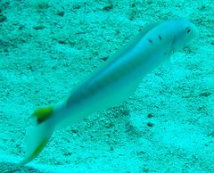 Malacanthus plumieri