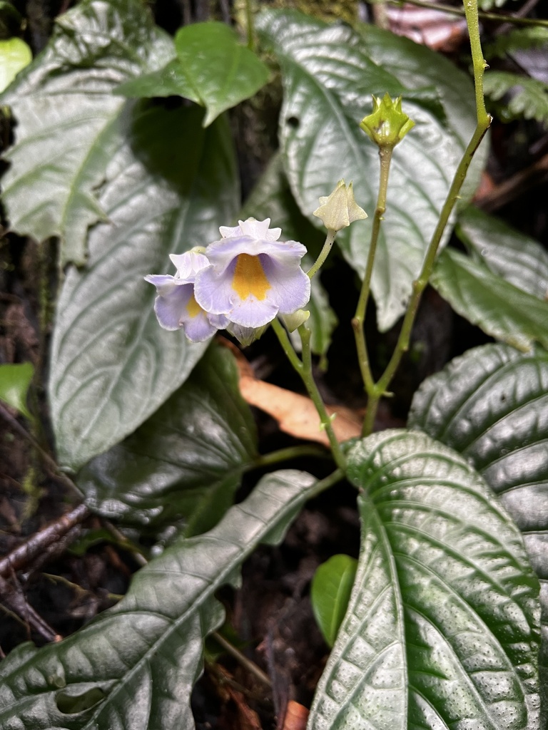 Stauranthera grandifolia (Stauranthera grandifolia)