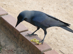 Corvus splendens
