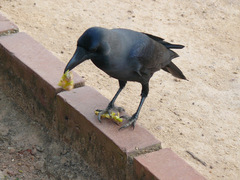 Corvus splendens