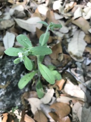 Lithospermum matamorense