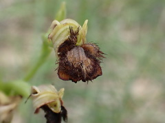 Ophrys speculum speculum