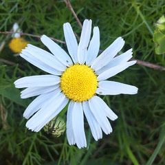 Tripleurospermum inodorum