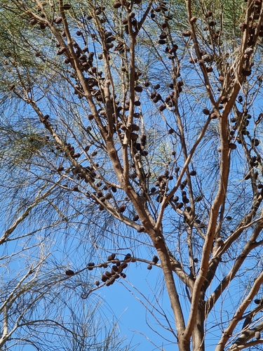 Image of Allocasuarina fraseriana by (c) Belinda Forbes, some rights reserved (CC BY)
