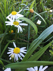 Tripleurospermum inodorum