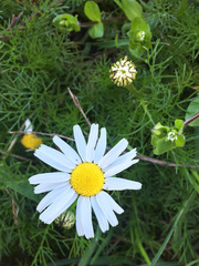 Tripleurospermum inodorum
