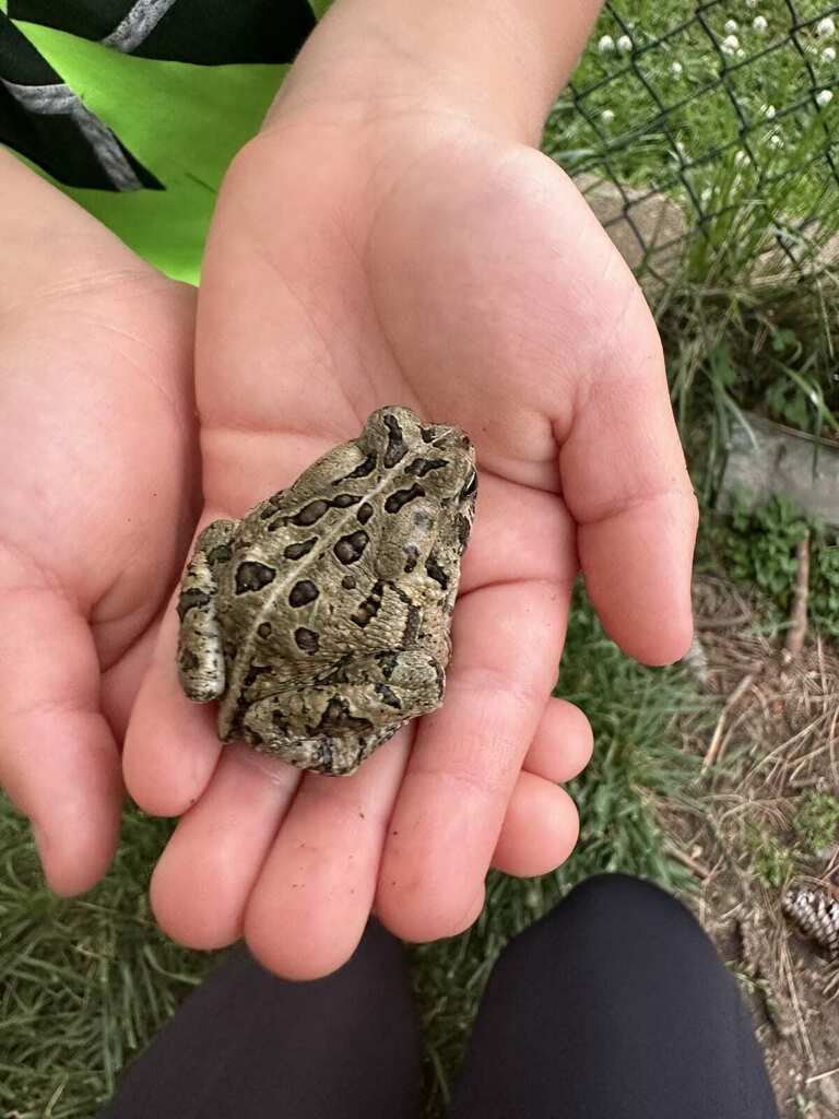 Fowler's Toad in April 2023 by wake_nc. ecoEXPLORE Username: elias2013 ...