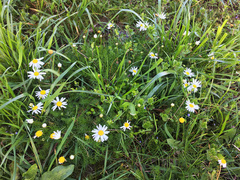 Tripleurospermum inodorum