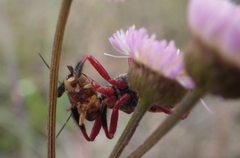 Apiomerus floridensis