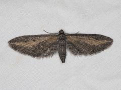 Eupithecia gilvipennata