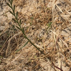 Elymus athericus