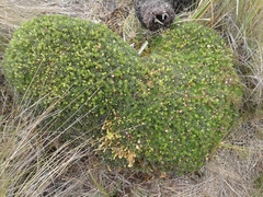 Disterigma empetrifolium