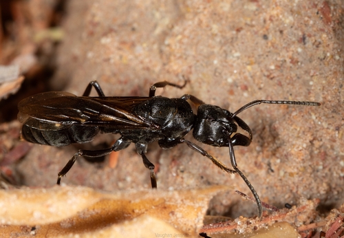 African stink ant