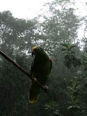 Amazona ochrocephala image