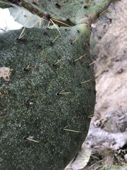 Hesperolabops gelastops