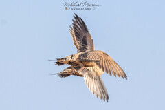 Spotted Sandgrouse photo 4