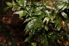 Lepiderema pulchella, photograph (c) Greg Tasney, some rights reserved (CC BY-SA)