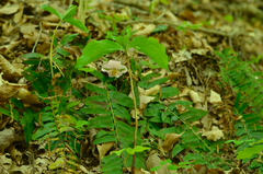 Trillium catesbaei