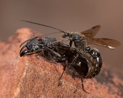 African stink ant