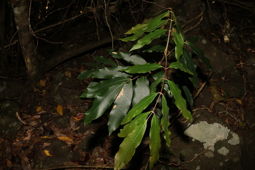 Bosistoa pentacocca observed 2023-12-08
