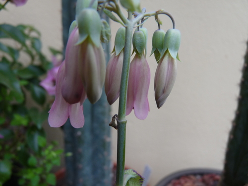 Kalanchoe sanctula Desc.