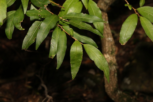Image of Hedraianthera porphyropetala by (c) Greg Tasney, some rights reserved (CC BY-SA)