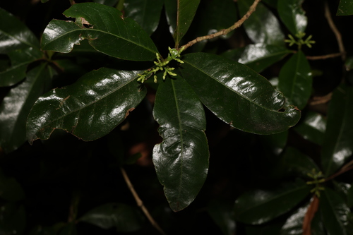 Image of Ixora beckleri by (c) Greg Tasney, some rights reserved (CC BY-SA)