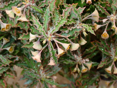 Euphorbia decaryi var. spirosticha