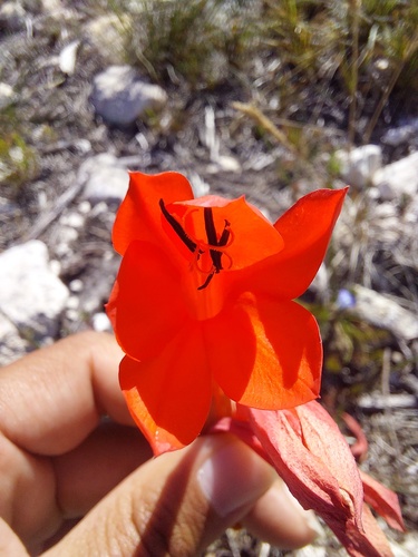 Limestone Watsonia (Watsonia fergusoniae)