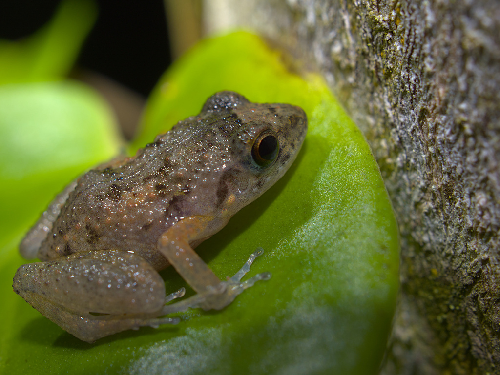 Greenhouse Frog from Marina South, Singapore on December 7, 2023 at 0443 AM by Justin · iNaturalist