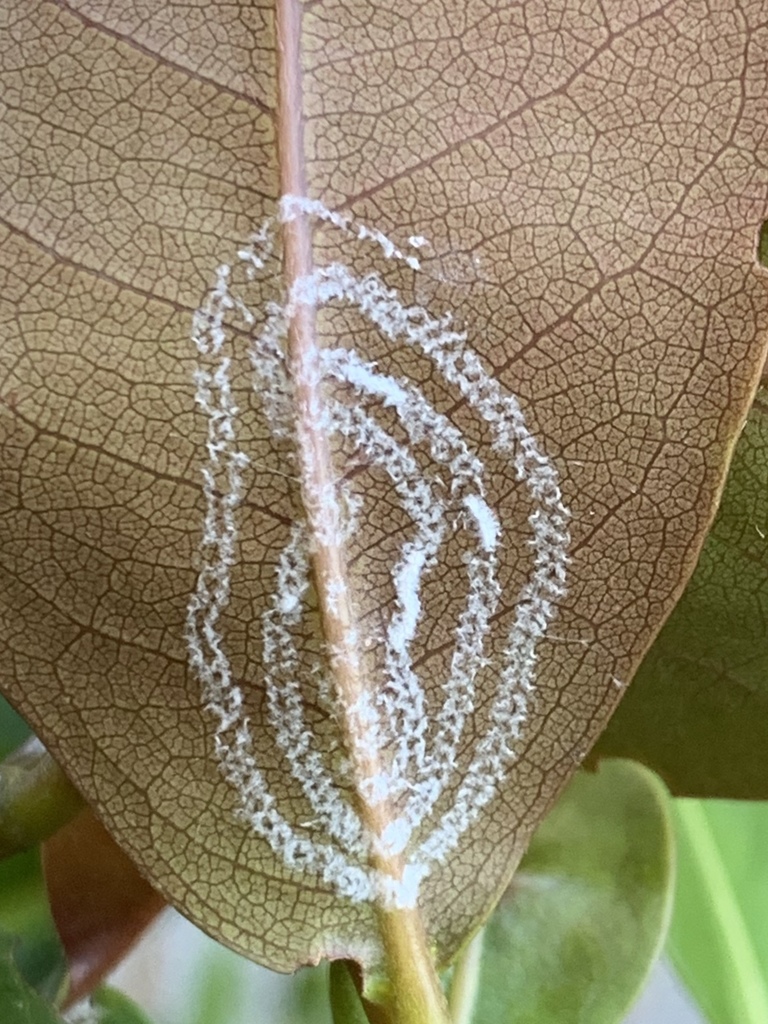 Rugose Spiraling Whitefly