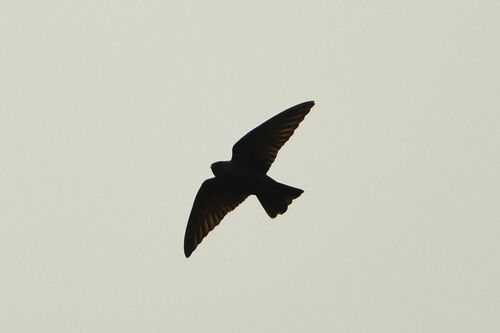Golondrina Colicuadrada (Psalidoprocne nitens)