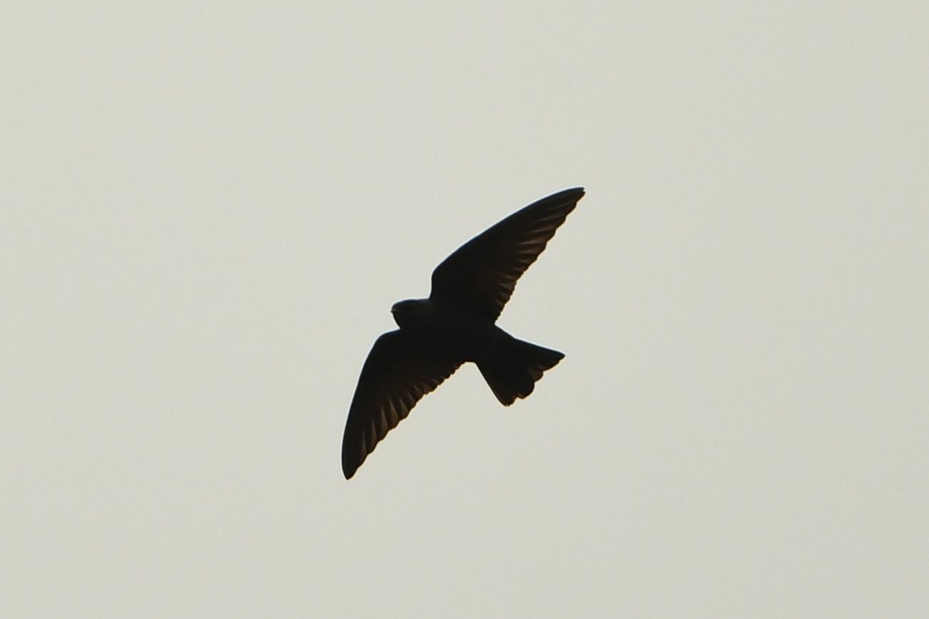 Square-tailed Sawwing illustration