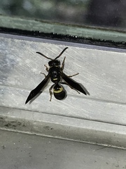 Ancistrocerus unifasciatus
