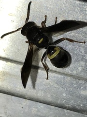 Ancistrocerus unifasciatus