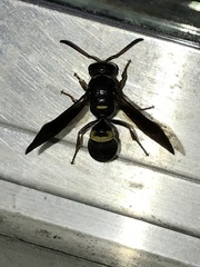 Ancistrocerus unifasciatus