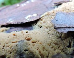 Pycnoporellus alboluteus