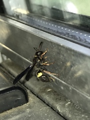 Ancistrocerus unifasciatus