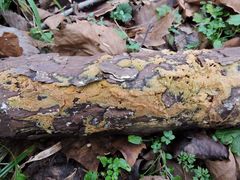 Pycnoporellus alboluteus