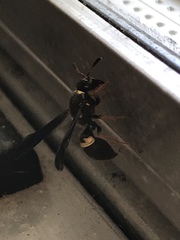 Ancistrocerus unifasciatus