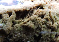 Pycnoporellus alboluteus