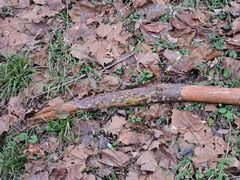 Pycnoporellus alboluteus