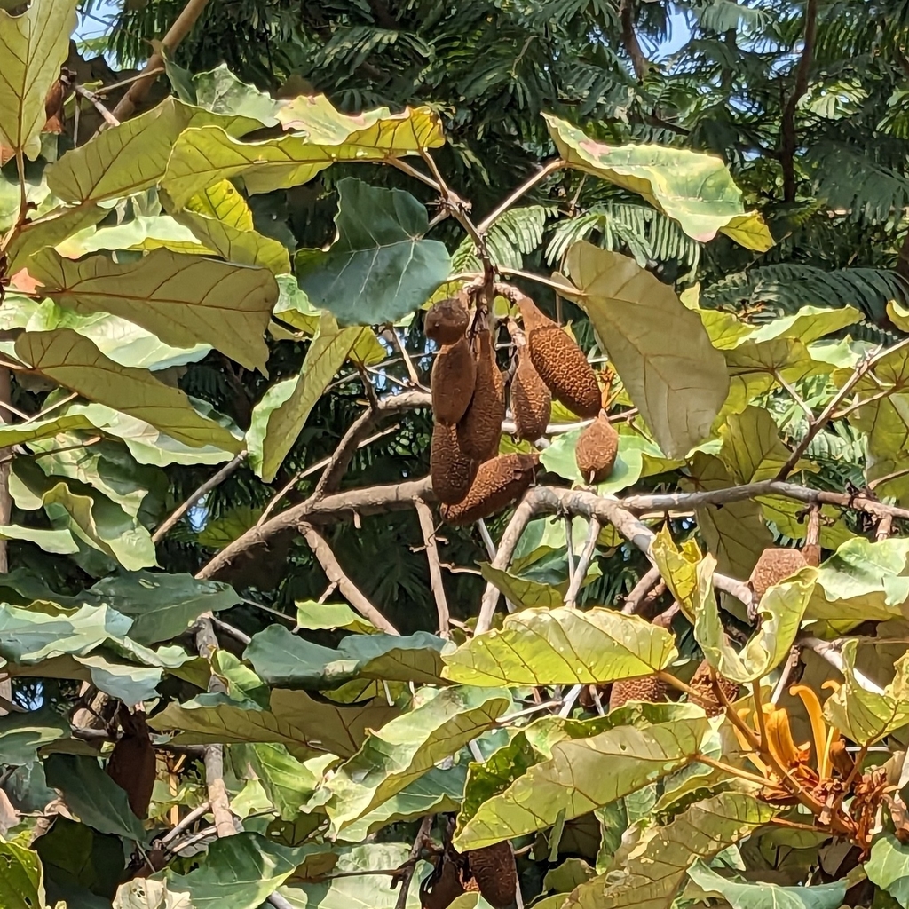 Pterospermum acerifolium, Govind Mangal Karyalay, Ward No. 8, NCL Colony, Pashan, Pune, Maharashtra 411045, India