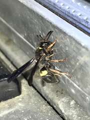 Ancistrocerus unifasciatus
