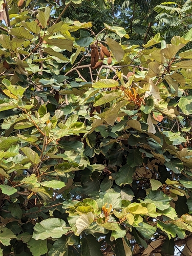 Pterospermum acerifolium