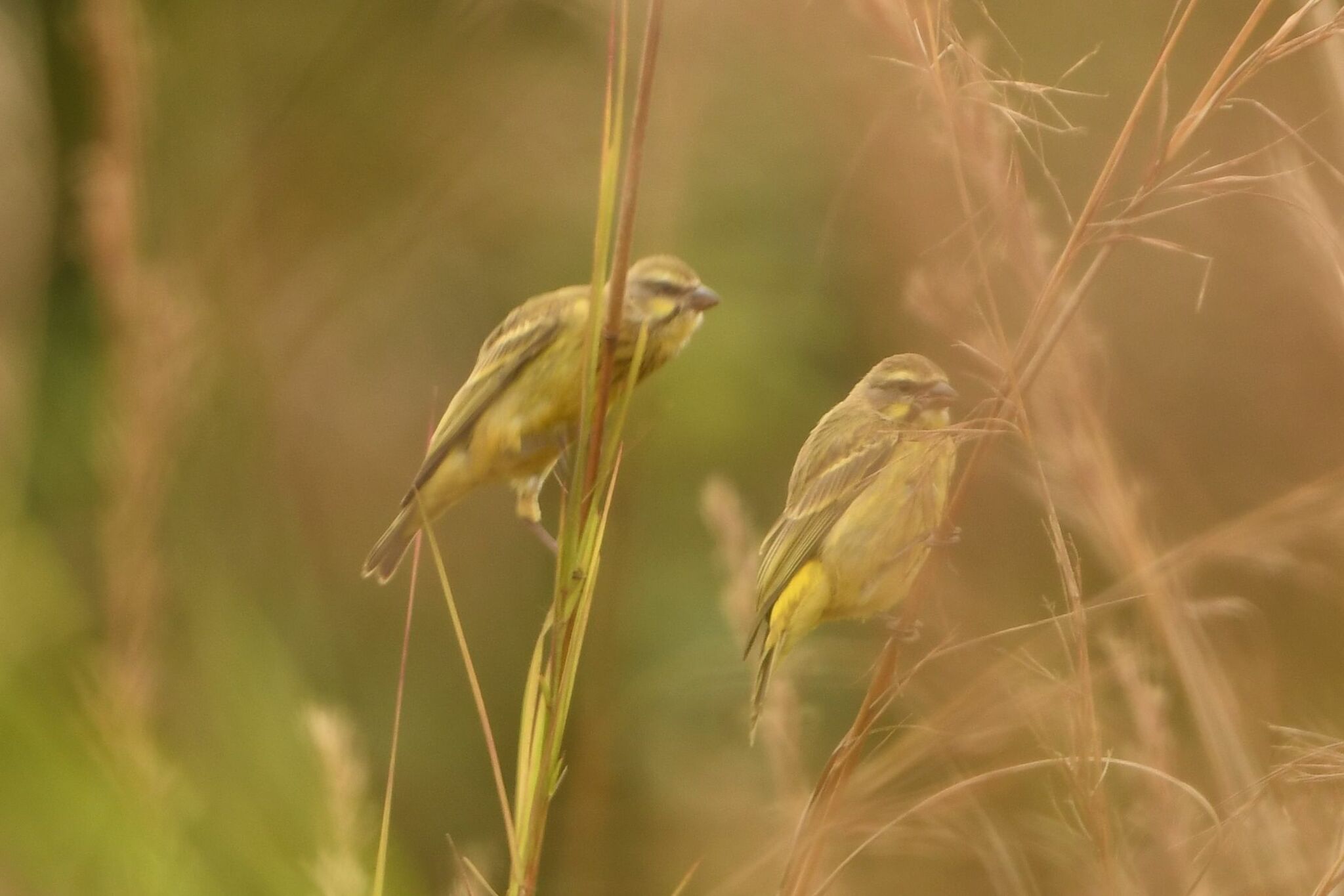 Yellow-fronted Canary