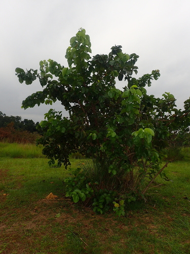 Image of Nauclea latifolia by (c) Julien Renoult, some rights reserved (CC BY)